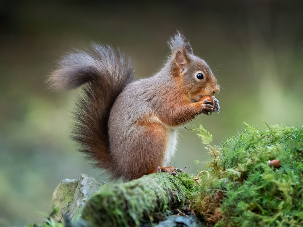 Red Squirrel With Nut