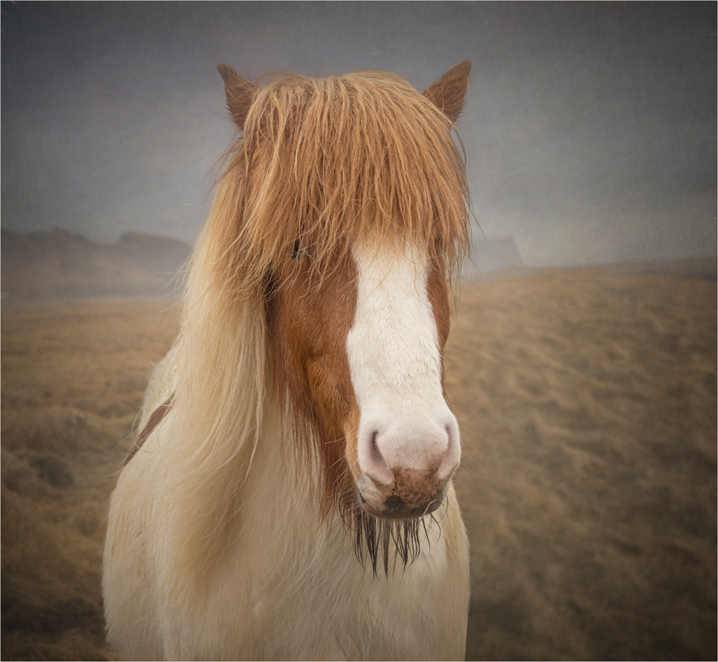 Icelandic Horse