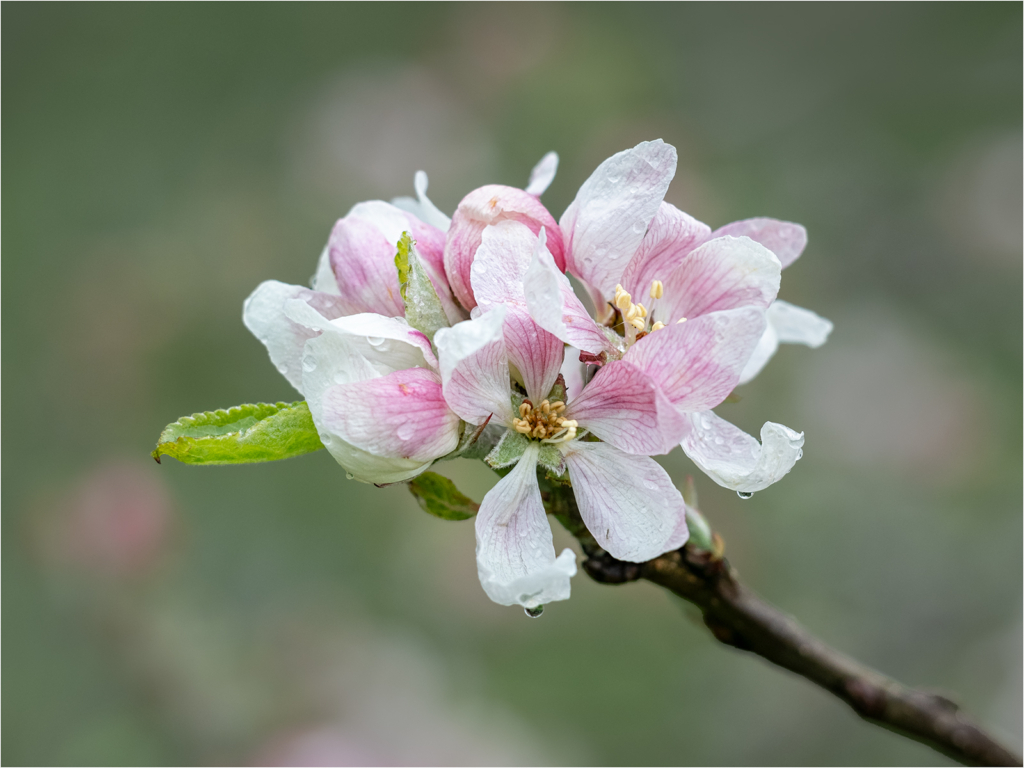 Cherry Blossom