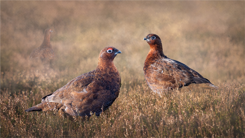 Red Grouse