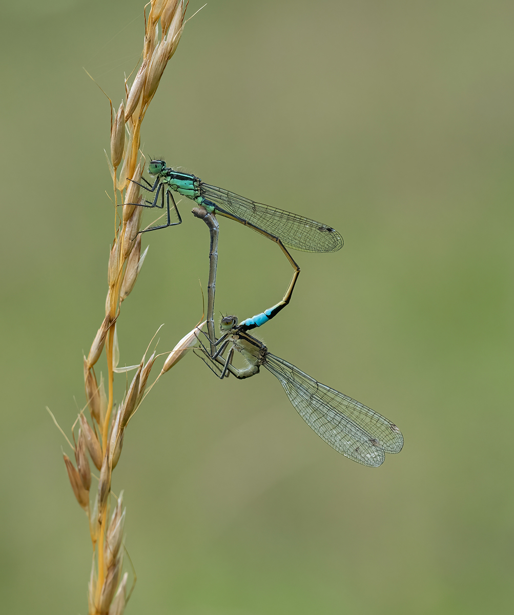 Mating Blue Tailed Damselflies
